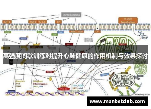 高强度间歇训练对提升心肺健康的作用机制与效果探讨